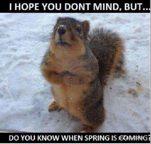 squirrel spring coming.jpg